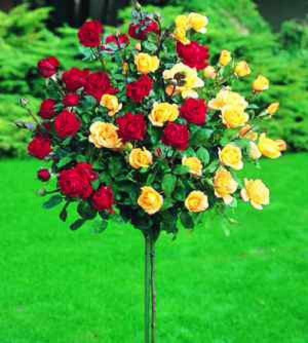 Атиргул кучатлари сотилади