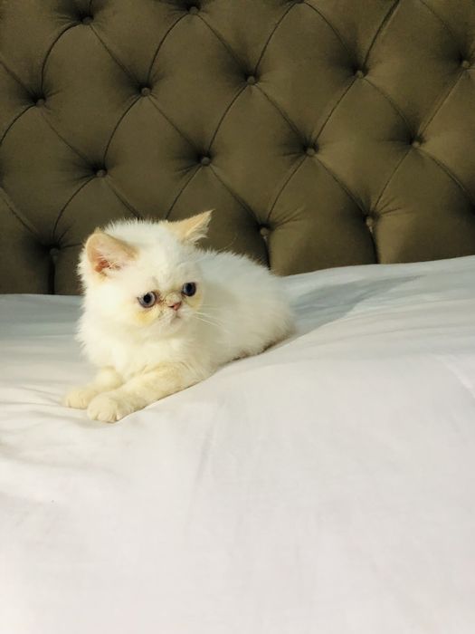 Чистокровний экзот мальчик