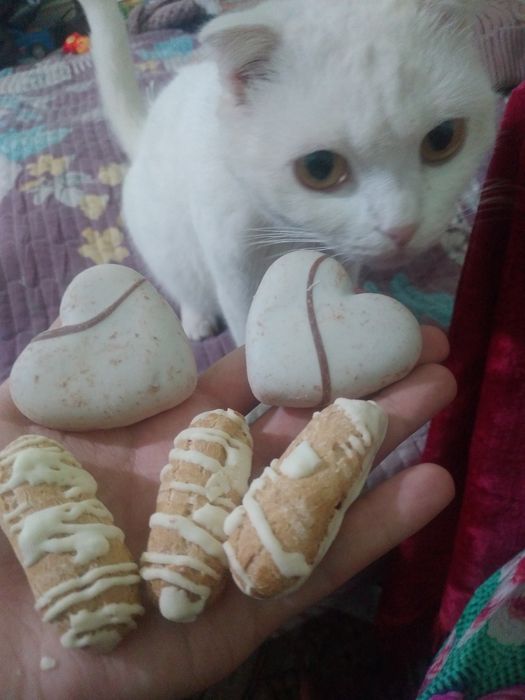 Scottish Fold zotli oppoq mushukcha sotiladi!