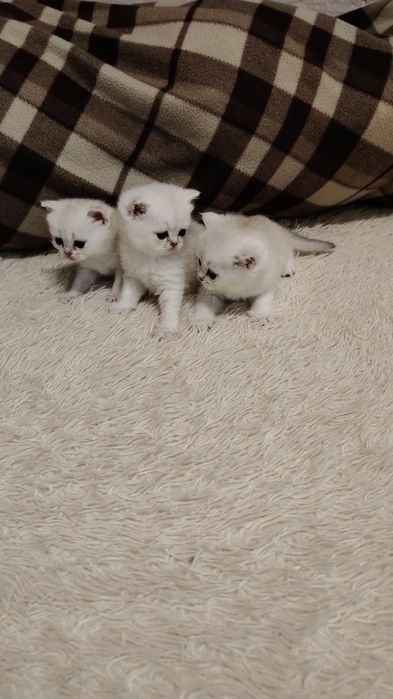 Котята Драгоценных Окрасов Алматы