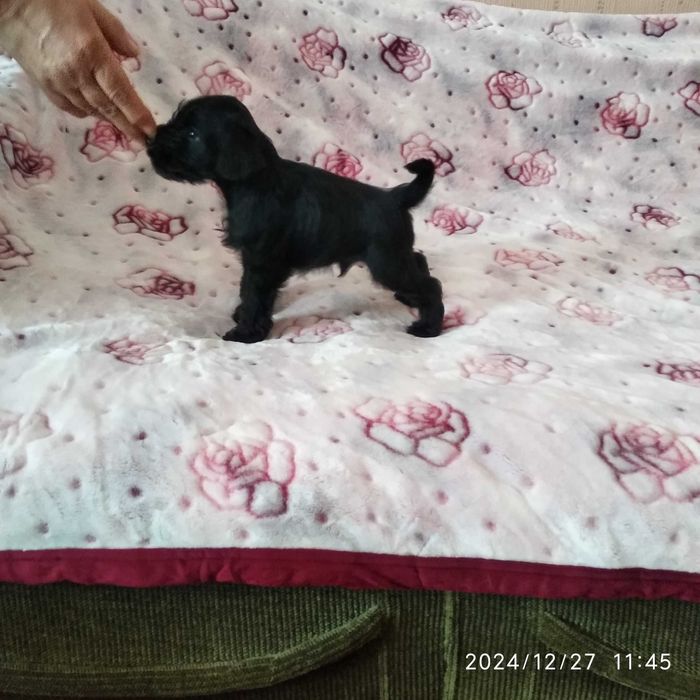 Продаются щенки цвергшнауцера