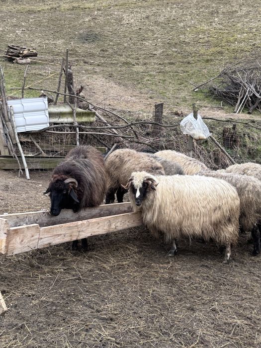 Vand  sau schimb  18 oi cu cai ,vaci ,4x4