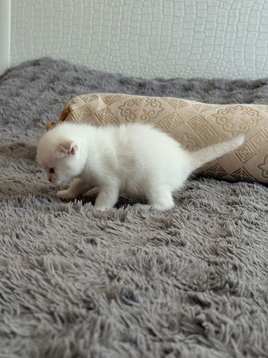 Шиншиловый окрас котята