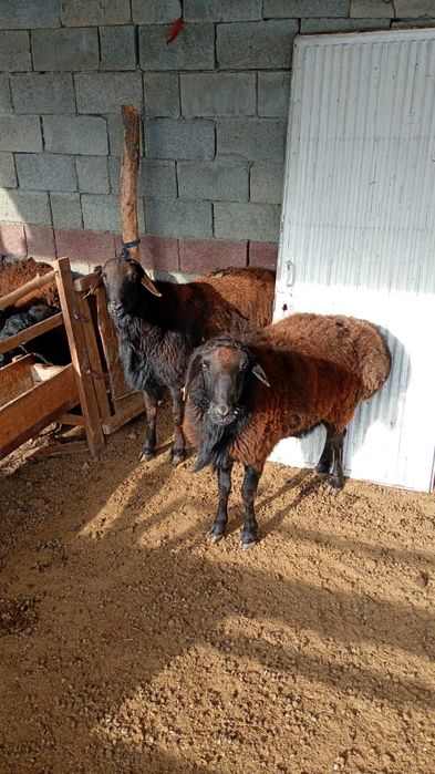 Қошқар  сатылады