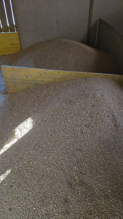 Grâu, triticale, orz și ovăz