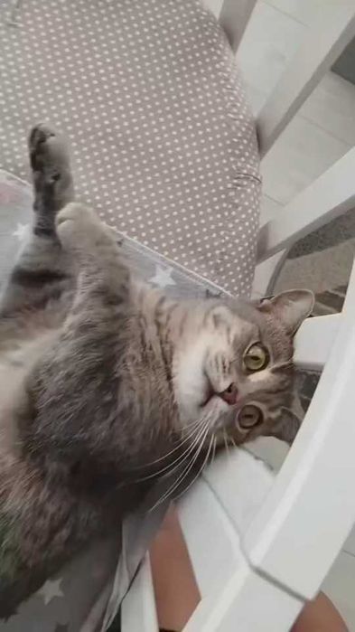 Пропала кошечка! Помогите найти!