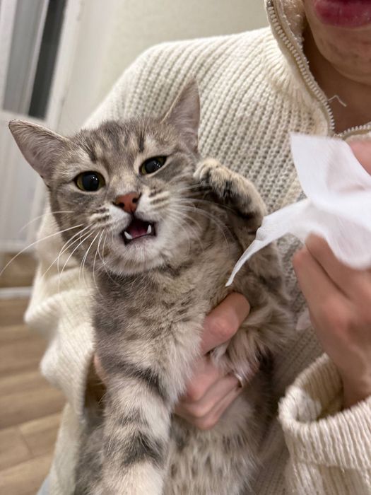 Отдадим кошку в добрые руки