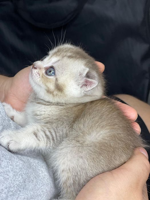 Шотландские котята