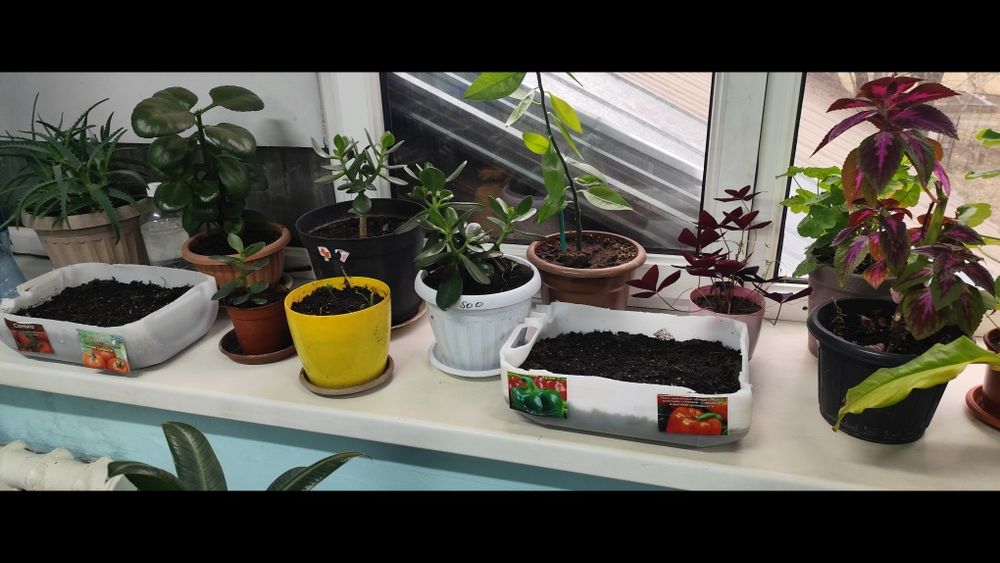 Продам комнатные цветы