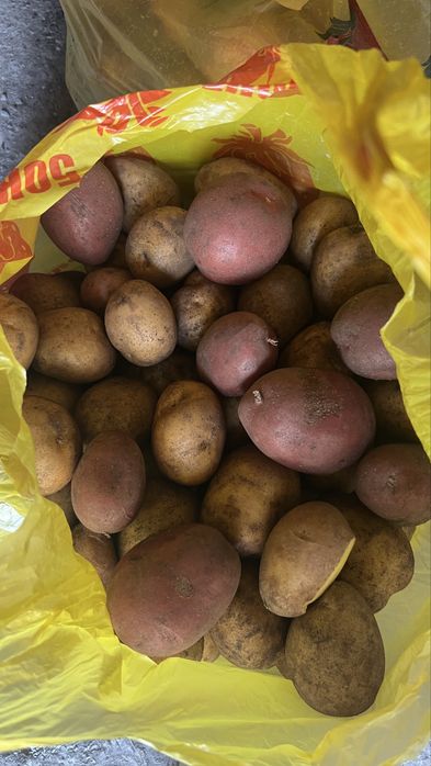 Картофель домашний