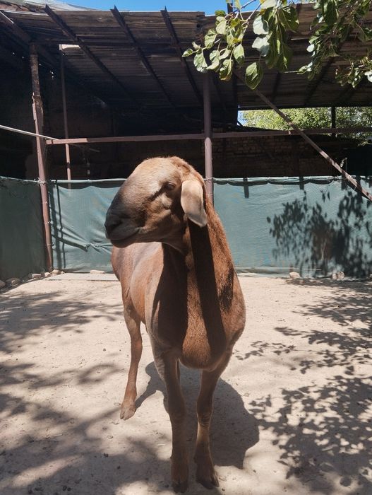 Arashan toza zottor qo'y