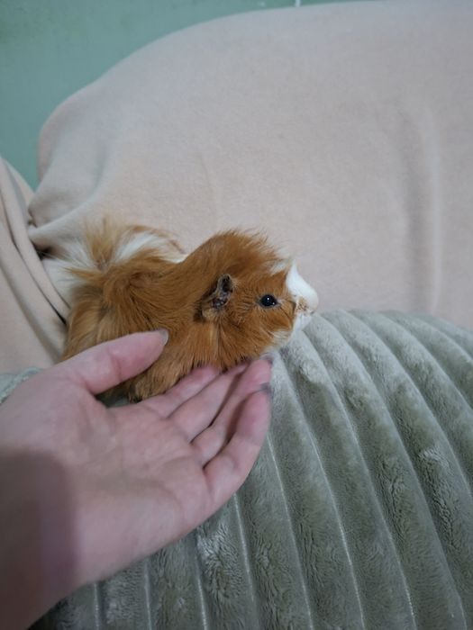 Морские свинки .С клеткой