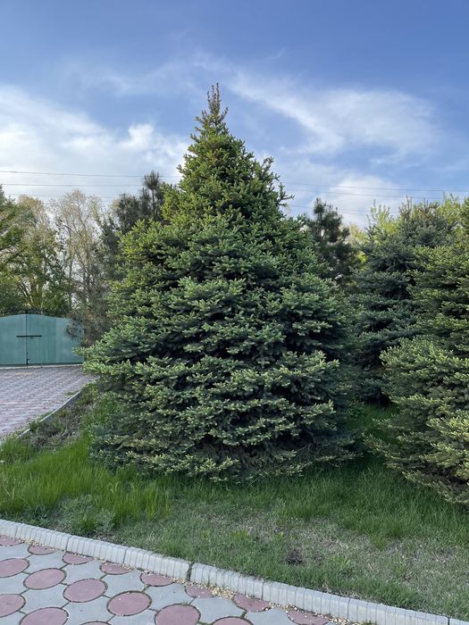 Голубая Ель