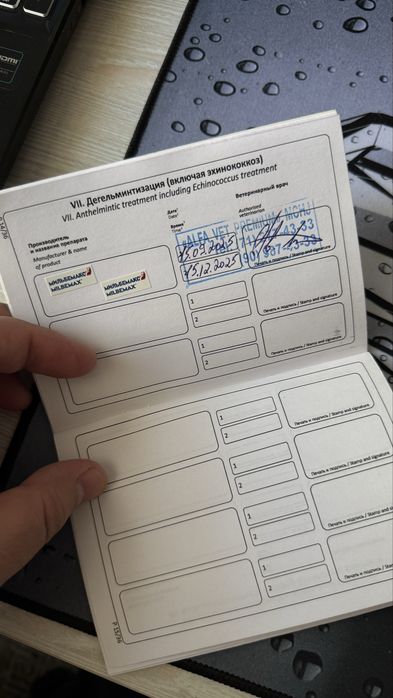 Scottish Straight (Silver Chinchilla) o’g’il mushuk sotiladi. 9 oylik