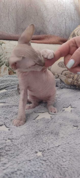 Продаются Сфинксы резинки