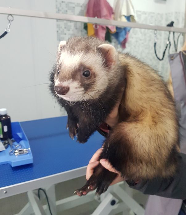 Frizerie canina,felina,cabinet veterinar Petroșani