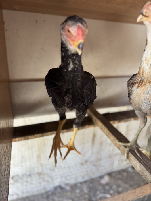 Дакан ветнам