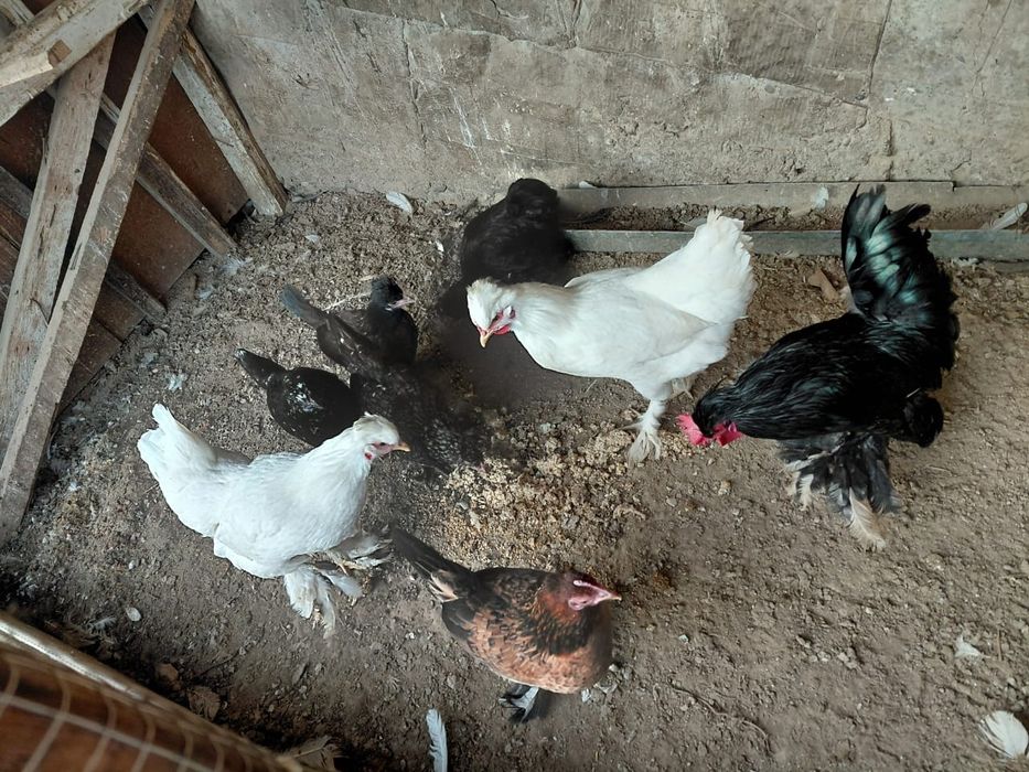 Куры продам или обменяю