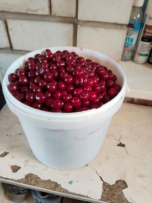 Продаю садовую вишню