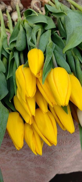 Тюльпаны к 8 Марта .