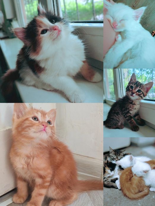 Котята сибирские