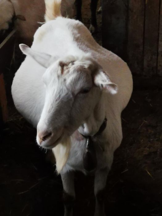 8 млади Кози Бяла слатина