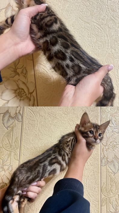 Продаются девочки Бенгалы original