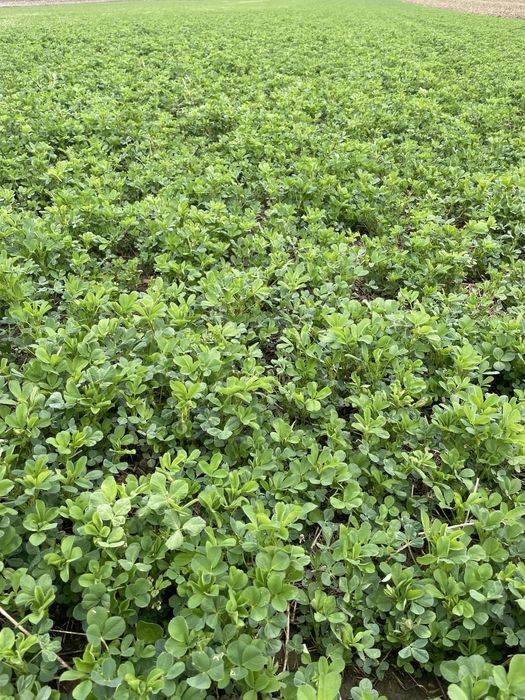 Vand balotii lucerna infoliata 2026