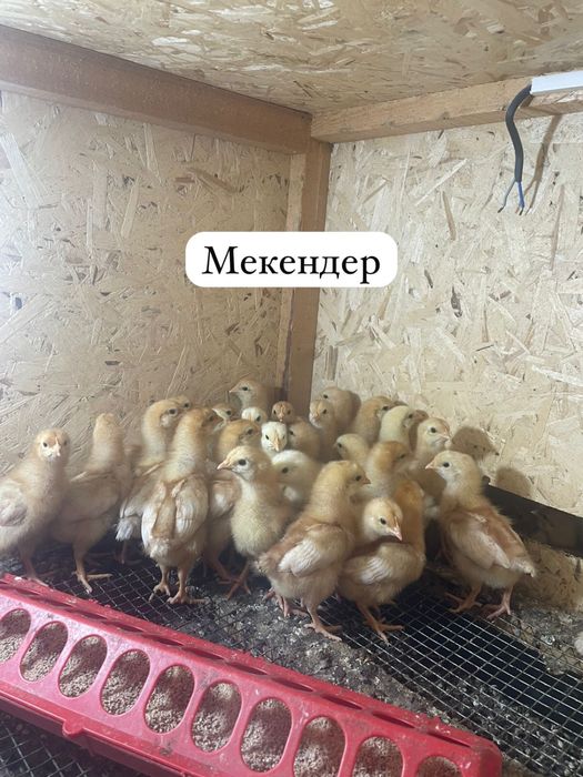 Продается Куры и Петухи