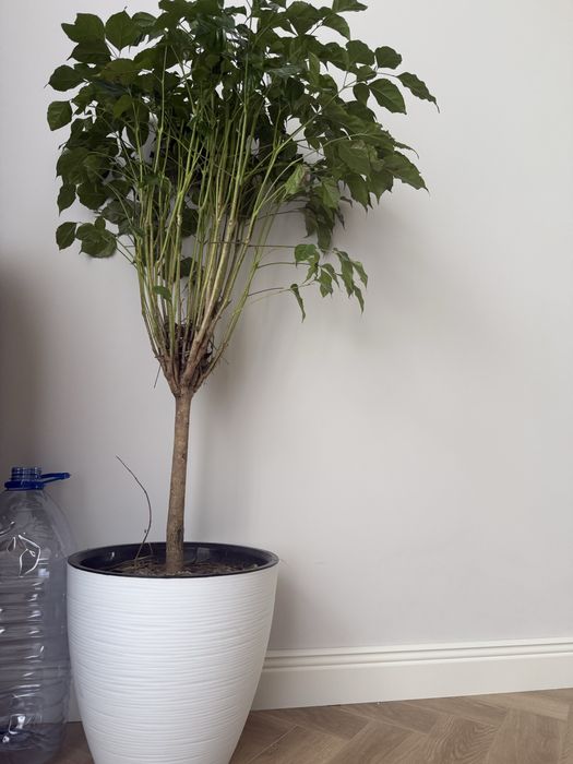 Tuvak donasi 50.000 mindan .