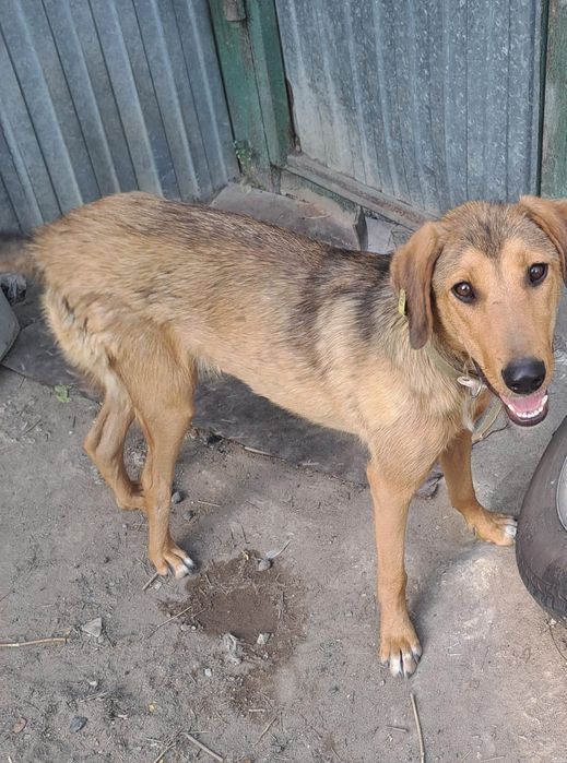 Срочно Отдам в добрые руки