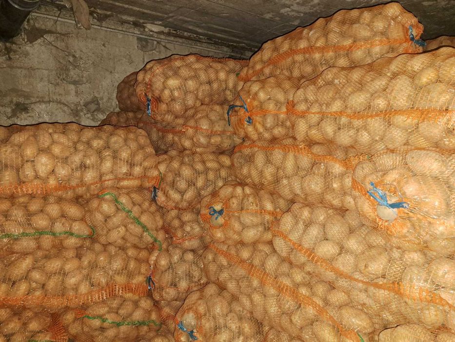 Cartof belaroza și captiva