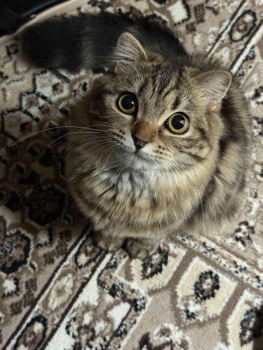 Кошка Британская