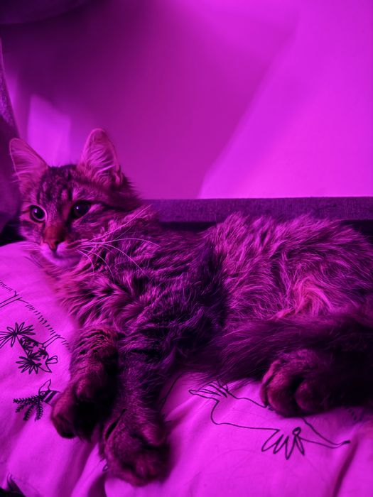 Лепчо търси ДОМ! Velcro cat