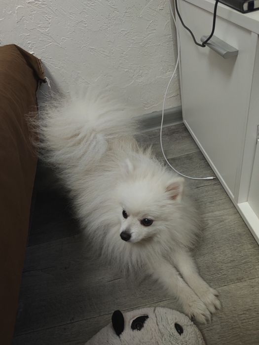 Продам немецкого шпица