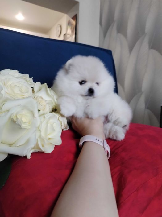 Померанский шпиц