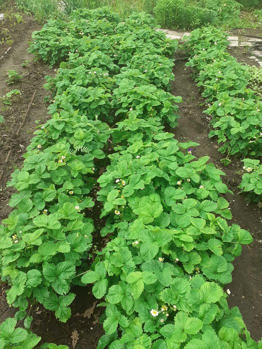 Рассада клубники