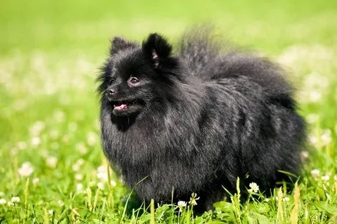 Шпиц померанский, немецкий шпиц