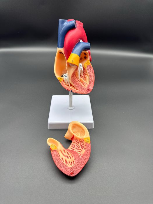 Anotomik mulyaj maket model.Анотомические муляжи макеты модели