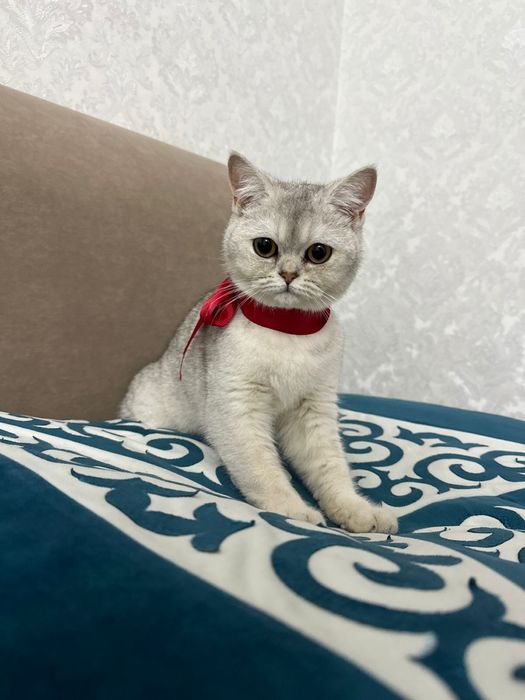 Шотландский прямоухо скоттиш страйт