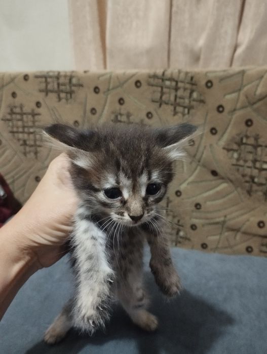 Дарю котят в добрые руки