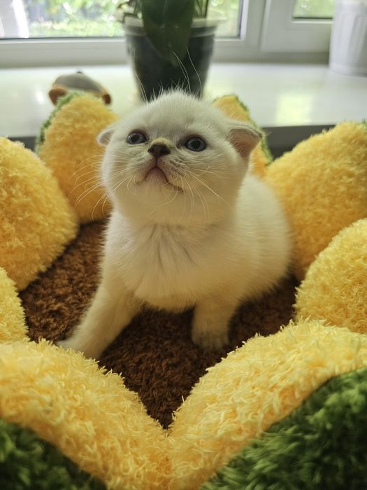 Продам котёнка,  мальчика