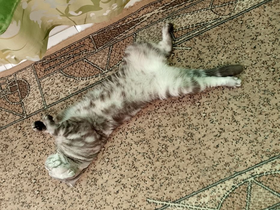 Ищем невесту котику