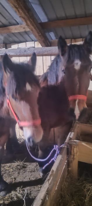 Vând un mânz  si o mânză  in varstra de 10 luni