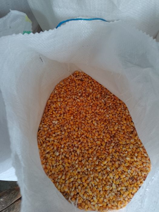 Porumb 15,2%, uscat de vânzare