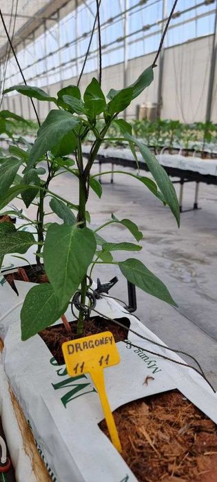 Кокосовий субстрат сотувда бор