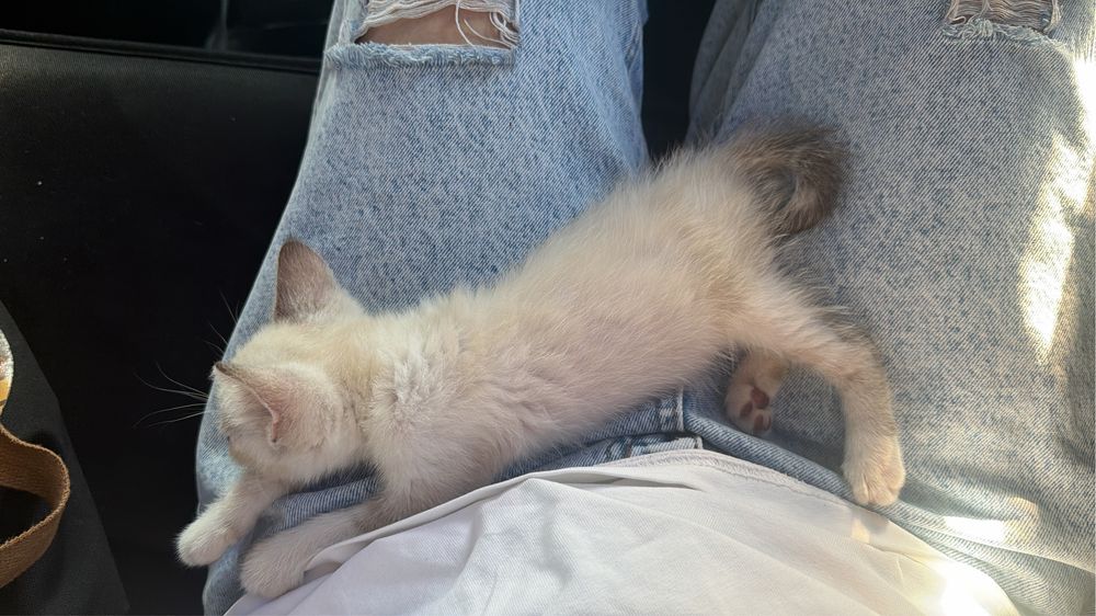 Котенок 1,8 месяц