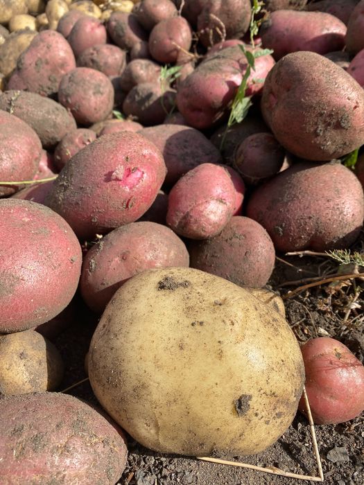 Картофель домашний