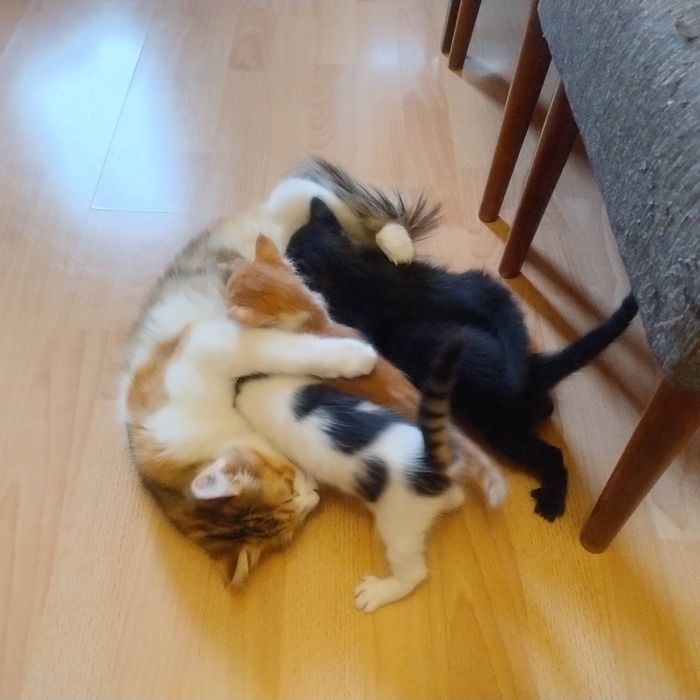 Малки котенца търсят своя дом