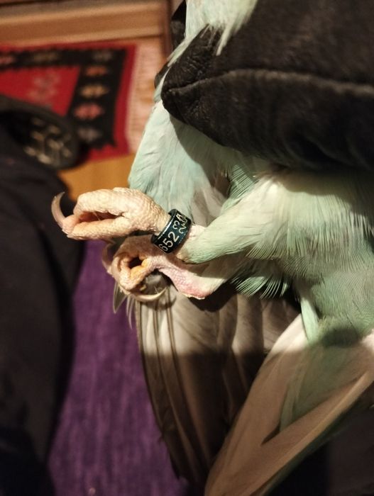 Papagal Micul alexandru